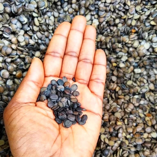 Iru (Fermented Locust Beans)