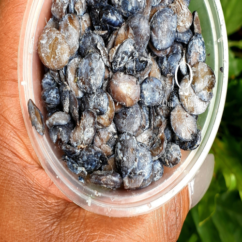 Iru (Fermented Locust Beans)